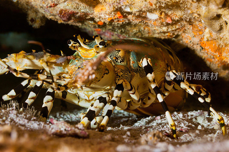 塞舌尔，Praslin, Cave的华丽多刺大龙虾Panulirus ornatus。